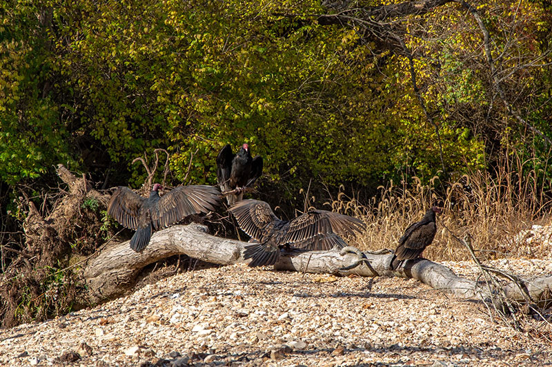 Kiefer_Creek_Vultures_9899.jpg