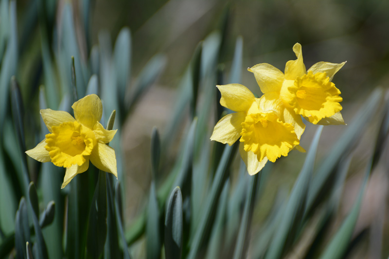 Daffodils.jpg