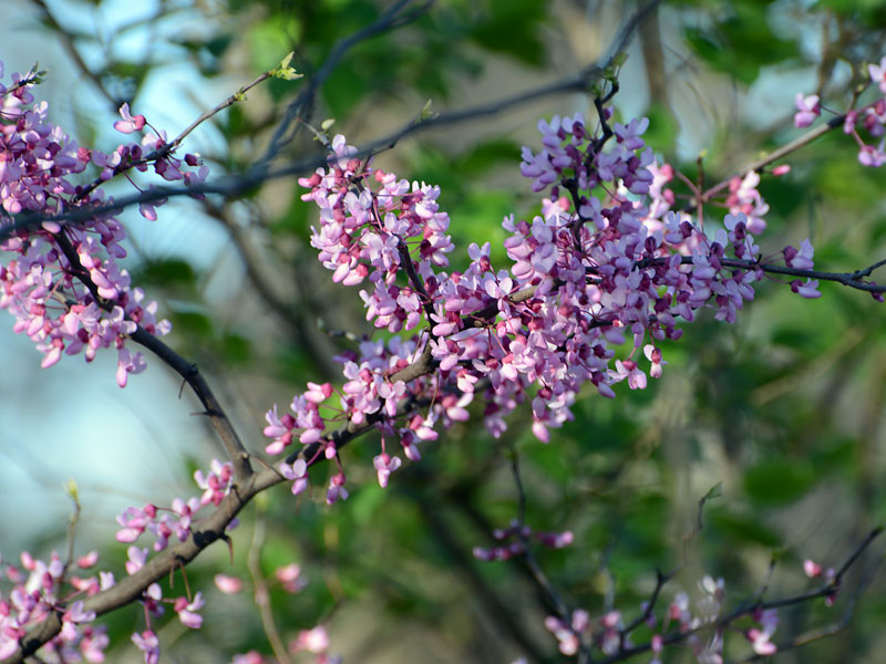 Redbud_Tree.jpg