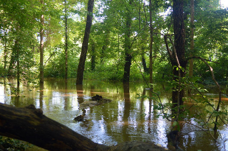 Flood_River_Scene_Trail.jpg