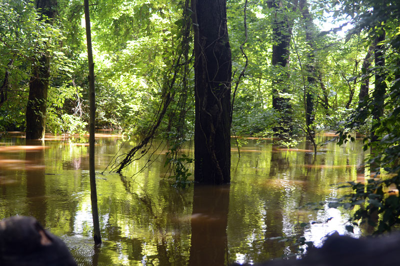 Flooded_River_Scene_Trail.jpg