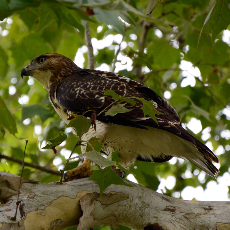 Hawk_in_a_tree.jpg